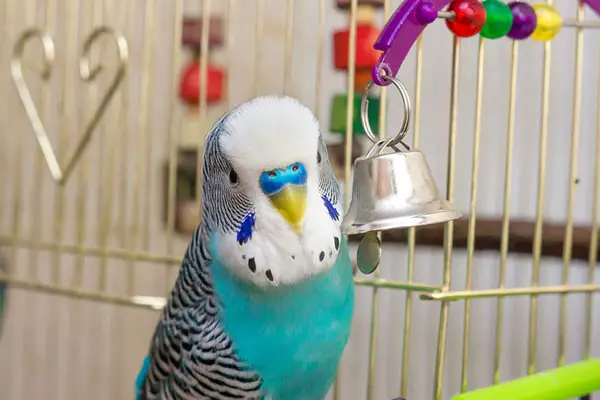 How To Treat a Budgie That Keeps Facing The Wall