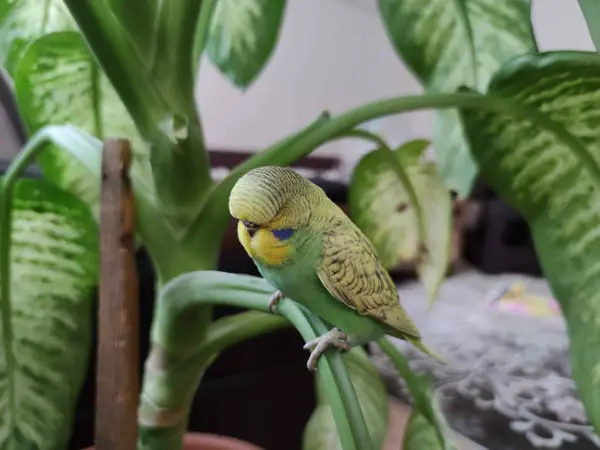 How does a budgie sleep