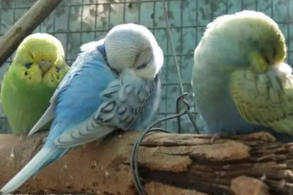 How long does a budgie sleep