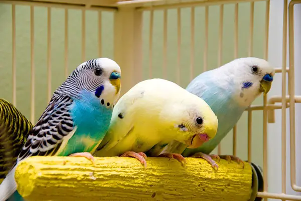 How many mangoes should budgies eat