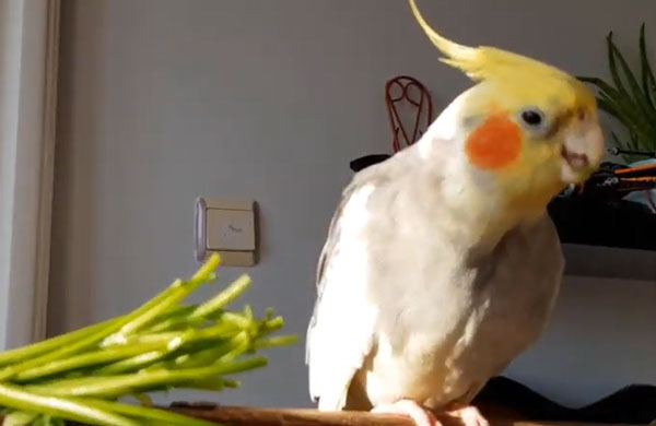 How much Parsley should Cockatiels eat
