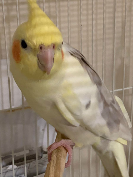 How much bread can cockatiels have
