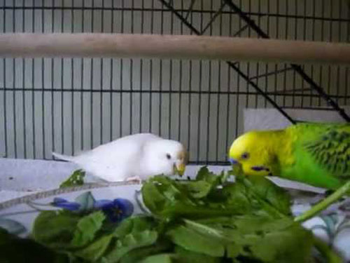 How much spinach should budgies eat