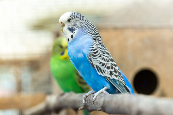 How to Clean Your Budgie's Bum