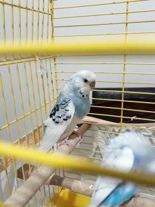 Is Your Budgie Scared of You? Here’s What to Do