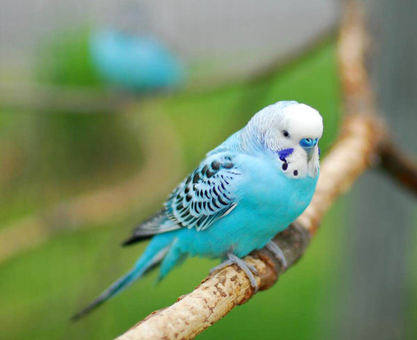 How to Help Your Budgie in Such a Case