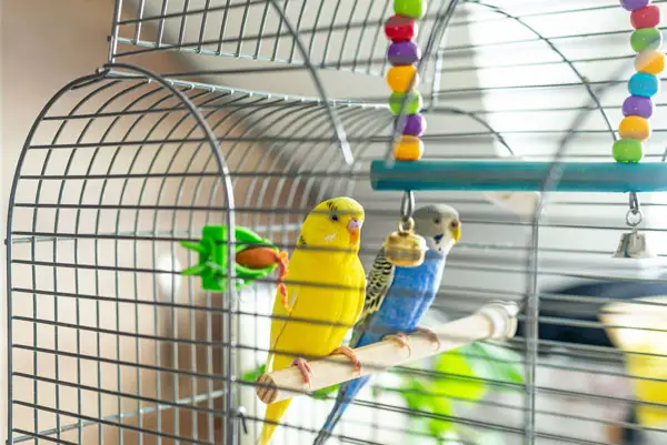 How to Keep the Budgie Cage Clean