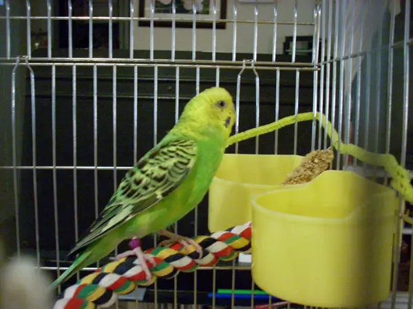 How to help a budgie that is afraid of the dark