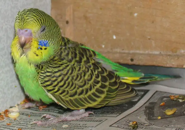How to know the budgie is not sleeping well