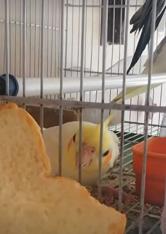 How to prepare bread for cockatiels