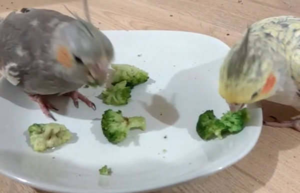 How to serve broccoli to cockatiels