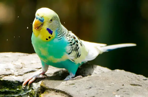 Is Budgie Head Bobbing Completely Normal