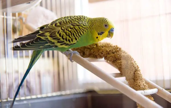 Is My Pet Budgie Overweight