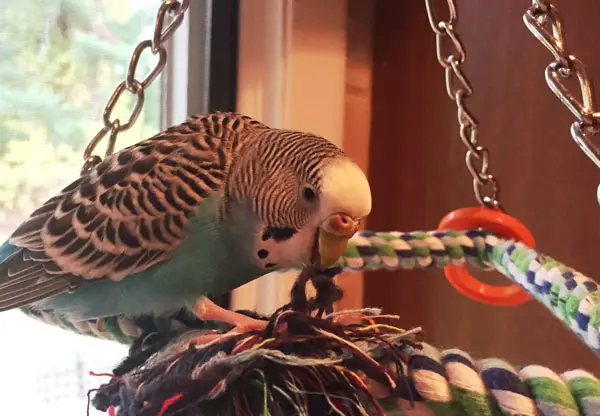 Is Your Budgie Regurgitating Or Vomiting