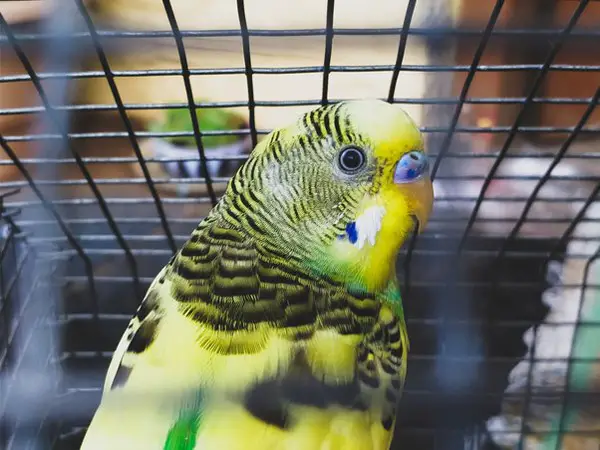 Is Your Budgie Scared of You