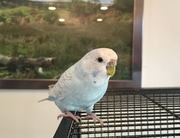 Is it Normal for A Budgie to Bite