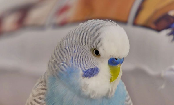 Keeping the Dying Budgie Away from Other Budgies
