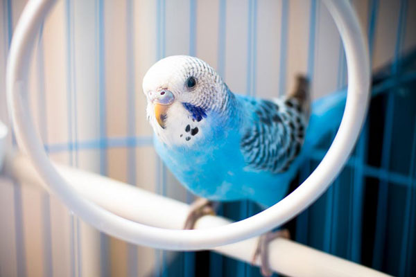 Managing a Cold Weather for Your Budgie