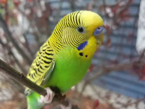 Managing a Hot Weather for Your Budgie