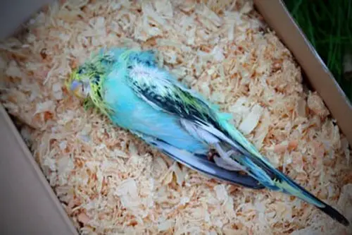 My Budgie Died Overnight