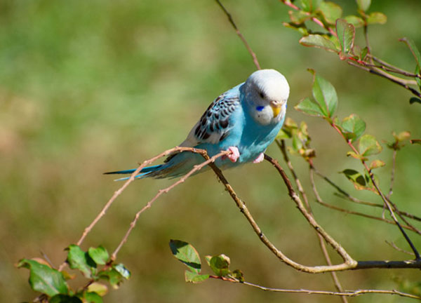 My Budgie Escaped Will It Survive Alone