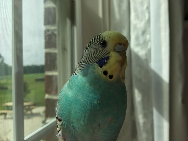 My Budgie Keeps Facing the Wall