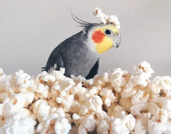 Nutritional Benefits of Popcorn
