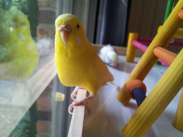 Pregnant Budgie