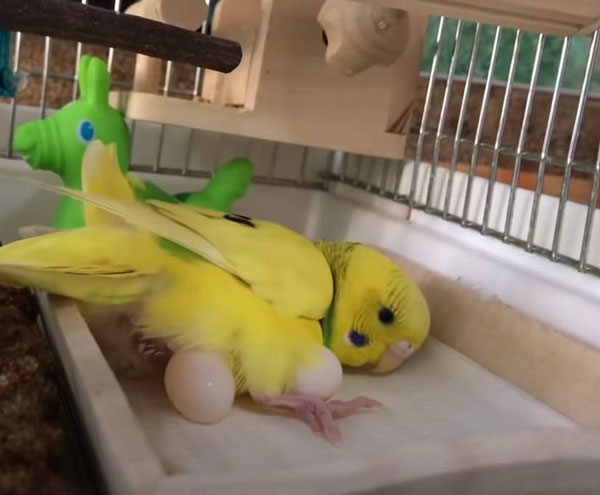 Pregnant Budgie