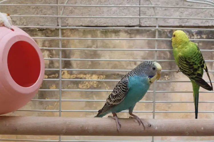pregnant parakeets