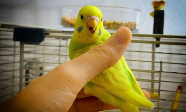 Reasons Why Budgies Would Bite