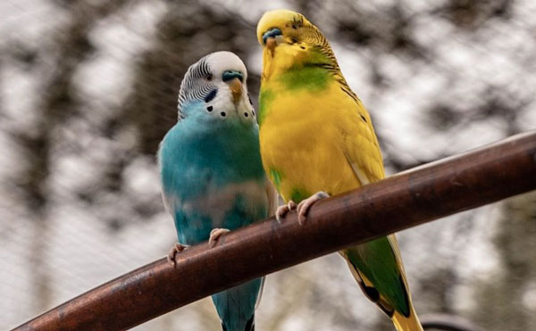 Reasons Why Your Budgie is Probably Shaking