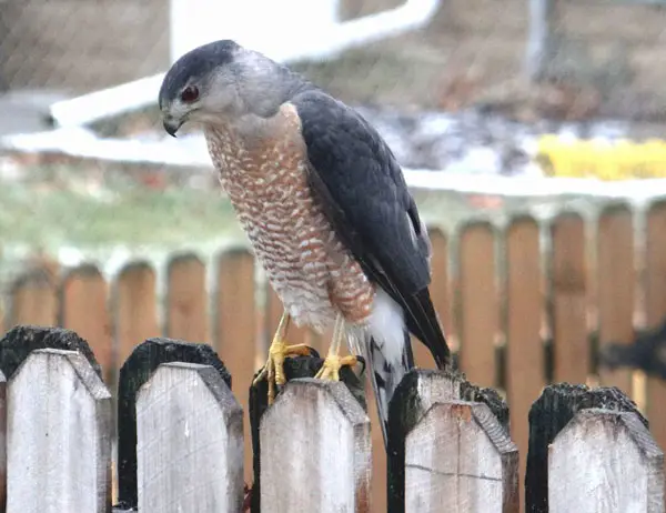 Safe Ways of Keeping Hawks Away from Your House