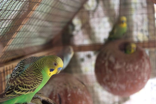 Should You Cover A Budgie’s Cage