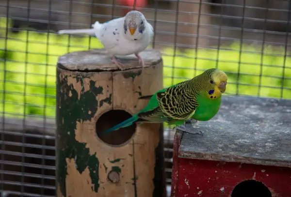 Signs Of A Pregnant Budgie
