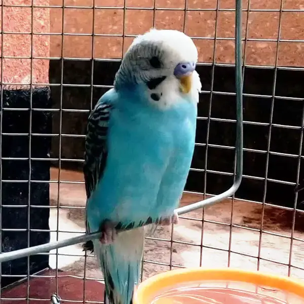 Signs Your Budgie is Feeling Too Cold