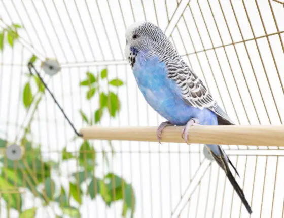 Signs Your Budgie is Feeling Too Hot