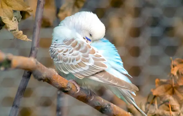 Sleeping with the head tucked in the wings