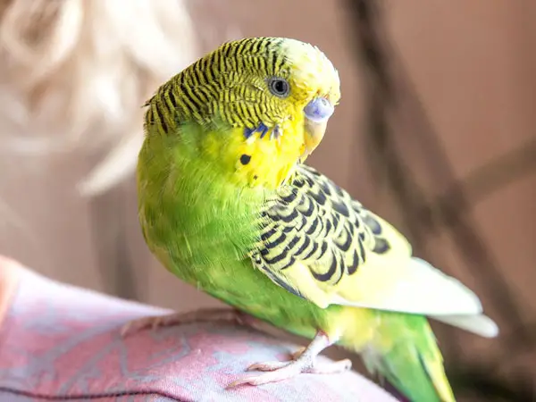 Stop My Budgie From Panting