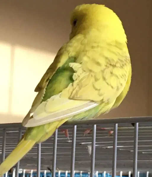 Tail bobbing during molting