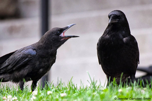 Talk about humans to other crows