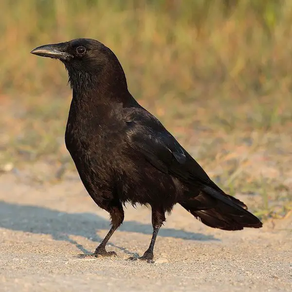 Taming a Crow