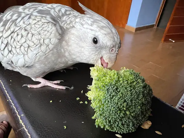 The responsible amount of broccoli
