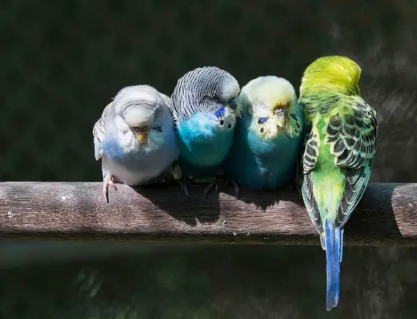 To keep budgie warm