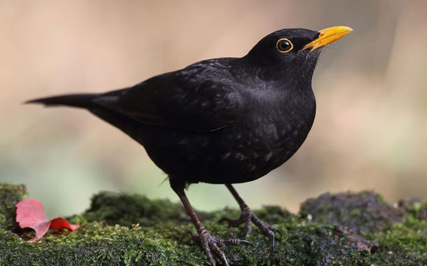 Unique Identification Features of a Blackbird