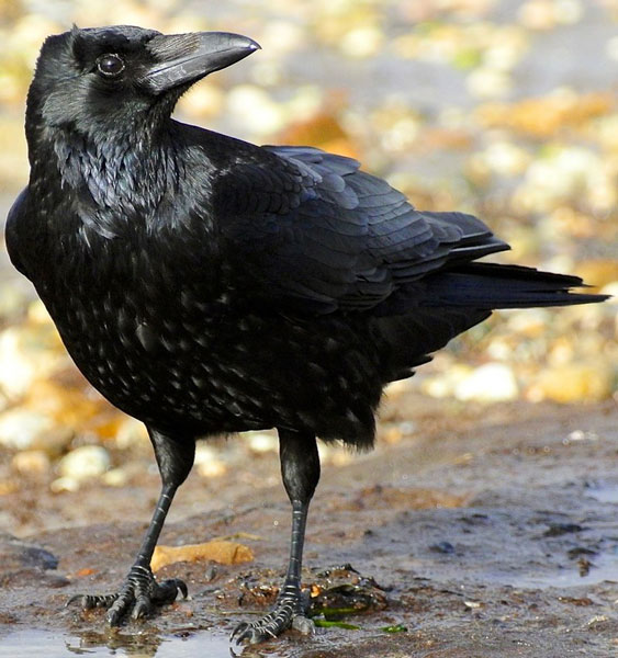 Unique Identification Features of a Crow