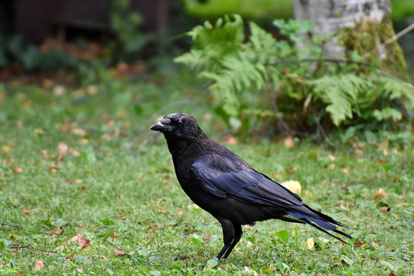 Warning Other Crows About Bad Weather