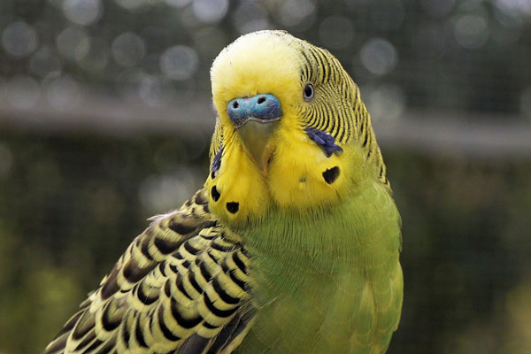 What Are The Signs Of Overheating In Budgies