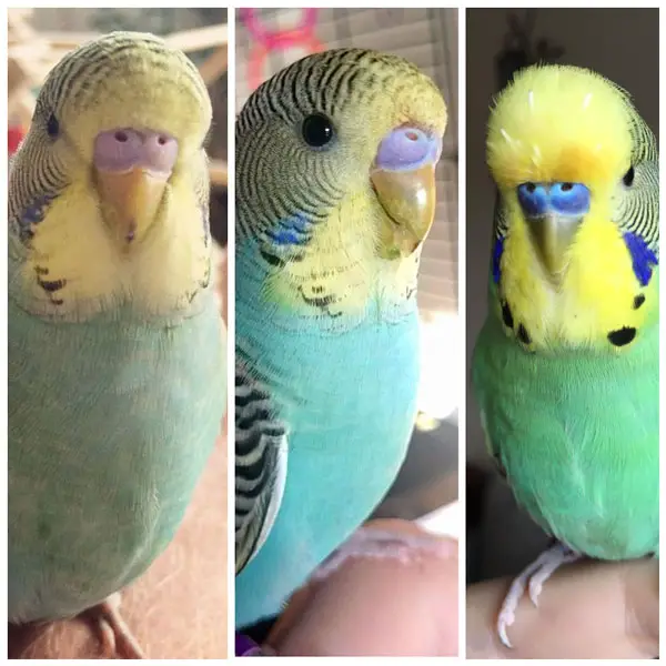 What Are the Reasons for Cere Color Change