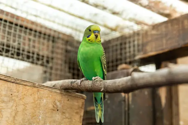 What Causes Budgies Beak Discoloration